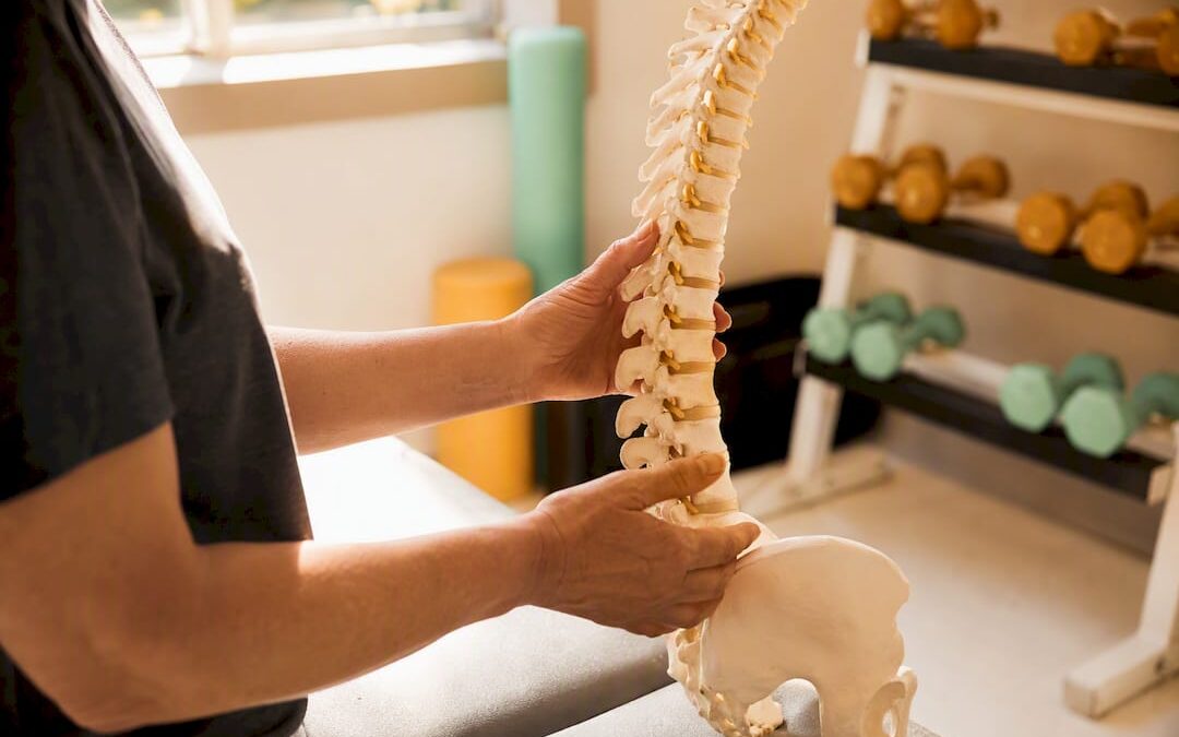 Hands holding spine bone model close-up